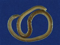 藏品(盲蛇)的圖片